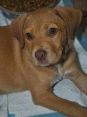 Medium Photo #1 Labrador Retriever-Unknown Mix Puppy For Sale in Chichester, NH, USA