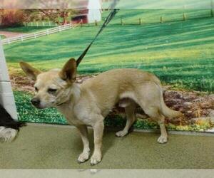 Chihuahua Dogs for adoption in Moreno Valley, CA, USA