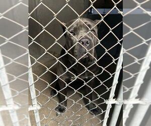 Mutt Dogs for adoption in San Bernardino, CA, USA