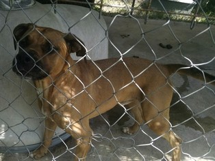 Medium Photo #1 Boxer-Mastiff Mix Puppy For Sale in Pembroke, GA, USA