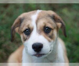 Australian Shepherd-Unknown Mix Dogs for adoption in Cookeville, TN, USA