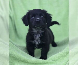 Chihuahua-Unknown Mix Dogs for adoption in House Springs, MO, USA
