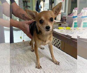 Chihuahua Dogs for adoption in Benton, LA, USA