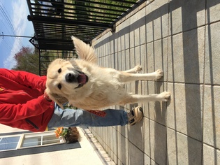 Golden Pyrenees Dogs for adoption in Mooresville, NC, USA