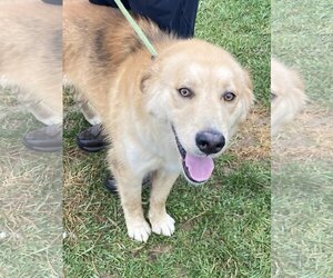 Golden Retriever Dogs for adoption in Unionville, PA, USA