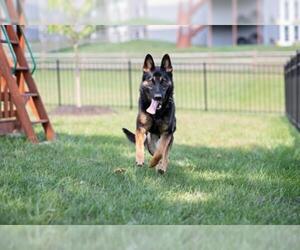 German Shepherd Dog Dogs for adoption in Landenberg, PA, USA