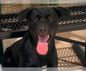 Labrador Retriever-Unknown Mix Dogs for adoption in Martinez, CA, USA