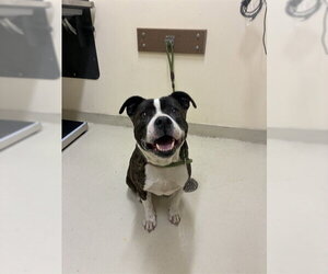 Mutt Dogs for adoption in Fremont, CA, USA
