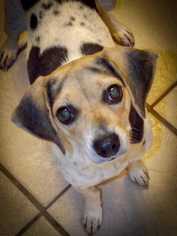 Beagle-Unknown Mix Dogs for adoption in Bronx, NY, USA