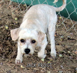 Medium Photo #1 Poodle (Miniature)-Unknown Mix Puppy For Sale in Lindsay, CA, USA