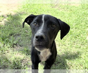 Mutt Dogs for adoption in Tulsa, OK, USA