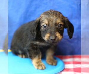 Chiweenie Dogs for adoption in Wakefield, RI, USA