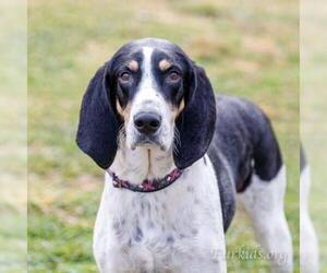 Treeing Walker Coonhound Dogs for adoption in Cumming, GA, USA