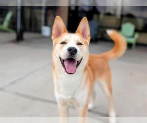 Siberian Husky-Unknown Mix Dogs for adoption in Denver, CO, USA