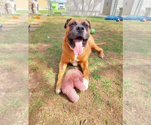Boxer-Mastiff Mix Dogs for adoption in Keswick, Ontario, Canada