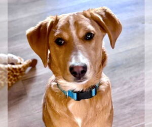 Mutt Dogs for adoption in Laramie, WY, USA