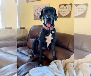 Great Dane Dogs for adoption in Mount Pleasant, SC, USA