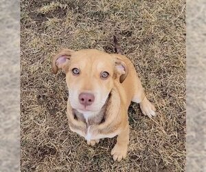 American Pit Bull Terrier-Huskies  Mix Dogs for adoption in Cut Bank, MT, USA