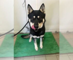 Siberian Husky Dogs for adoption in Santa Barbara, CA, USA
