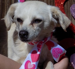 Italian Greyhuahua Dogs for adoption in Apple Valley, CA, USA