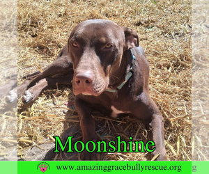 Doberman Pinscher-Unknown Mix Dogs for adoption in Pensacola, FL, USA