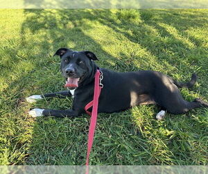 Mutt Dogs for adoption in McKinleyville, CA, USA