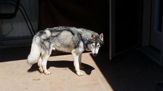 Medium Photo #1 Alaskan Husky-Unknown Mix Puppy For Sale in Chandler, AZ, USA