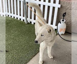 Siberian Husky Dogs for adoption in Modesto, CA, USA