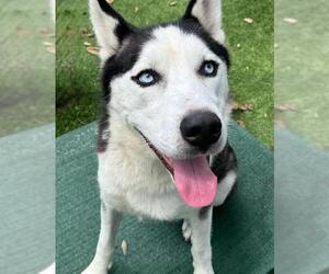 - Mix Dogs for adoption in Palmetto, FL, USA