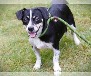 Chihuahua-Unknown Mix Dogs for adoption in Tallahassee, FL, USA