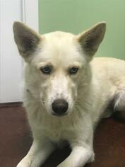 Siberian Husky-Unknown Mix Dogs for adoption in Winchester, TN, USA