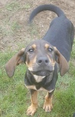 Bluetick Coonhound Dogs for adoption in Alexander, AR, USA