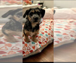 Mutt Dogs for adoption in Aurora, IN, USA