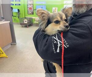 Chihuahua-Unknown Mix Dogs for adoption in Louisville, KY, USA