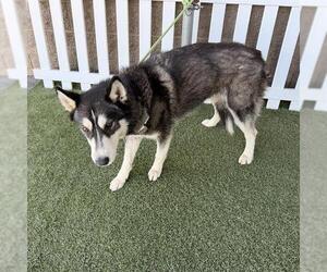 Medium Photo #1 Siberian Husky Puppy For Sale in Modesto, CA, USA