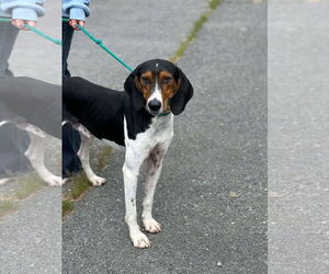 Treeing Walker Coonhound-Unknown Mix Dogs for adoption in Low Moor, VA, USA
