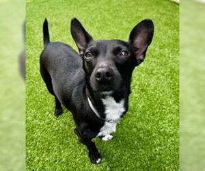 Rat Terrier Dogs for adoption in Salinas, CA, USA