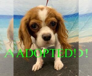 Cavalier King Charles Spaniel Dogs for adoption in Westminster, MD, USA