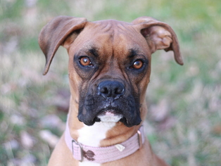 Boxer Dogs for adoption in Cookeville, TN, USA