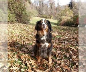 Bernese Mountain Dog Dogs for adoption in Stroudsburg, PA, USA