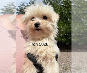 Maltese Dogs for adoption in Studio City, CA, USA