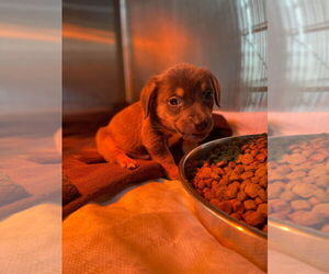 Mutt Dogs for adoption in Foristell, MO, USA