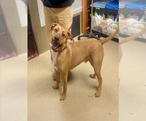 Black Mouth Cur-Unknown Mix Dogs for adoption in Easton, MD, USA