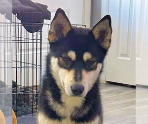Siberian Husky Dogs for adoption in Omaha, NE, USA