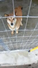 Shiba Inu Dogs for adoption in Bonifay, MO, USA