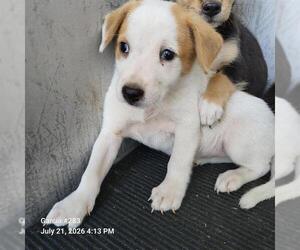Mutt Dogs for adoption in San Antonio, TX, USA