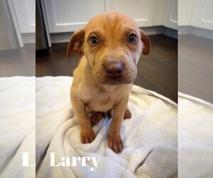 American Staffordshire Terrier-Labrador Retriever Mix Dogs for adoption in Sheboygan, WI, USA