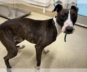 Unknown-Whippet Mix Dogs for adoption in Grand Prairie, TX, USA