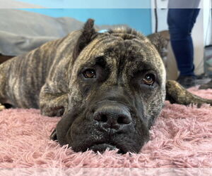 Presa Canario Dogs for adoption in Goodyear, AZ, USA