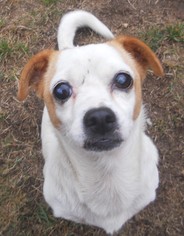 Medium Photo #1 Rat-Cha Puppy For Sale in Olalla, WA, USA
